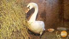 Зверушки не замерзнут! Доброе утро. Суббота. Фрагмент