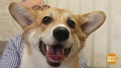 Домашние питомцы - самые-самые-самые. Доброе утро. Фрагмент