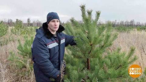 Елки, к Новому году готовсь! Доброе утро. Фрагмент