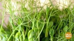 Микрозелень на подоконнике. Доброе утро. Суббота. Фрагмент