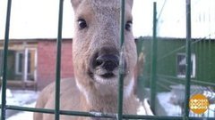 Зверушки будут спасены! Доброе утро. Фрагмент