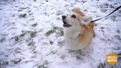 Плюша против реагентов. Доброе утро. Фрагмент