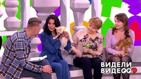 Трио котов-британцев; первое интервью кота. Видели видео? Часть 1