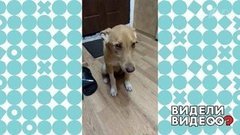 Хитрая Лиса сама выбрала себе новый дом. Видели видео? Фрагмент