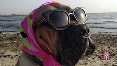 Носики и хвостики на дискотеке и на пляже. Модный приговор. Фрагмент