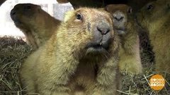 Почему ты не спишь? Спи, тебе говорят! Доброе утро. Фрагмент