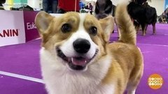 Такие разные собачки. Доброе утро. Фрагмент