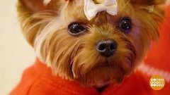 Если собачка боится салюта. Доброе утро. Фрагмент