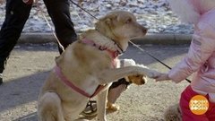 Что умеет ошейник? Доброе утро. Фрагмент