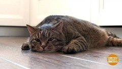 Хорошего кота должно быть много. Доброе утро. Фрагмент