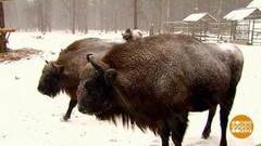 В гости к зубрам. Доброе утро. Фрагмент