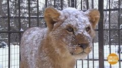 50 кг милоты. Доброе утро. Суббота. Фрагмент