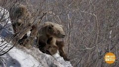 Самые-самые заповедники. Доброе утро. Фрагмент