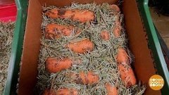 Новогоднюю елку — в дело! Доброе утро. Суббота. Фрагмент