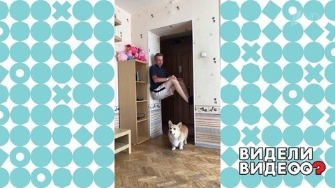 Корги с маленькими лапками, но огромной любовью к хозяевам. Видели видео? Фрагмент