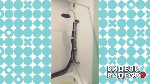 Питон принимает душ. Видели видео? Фрагмент