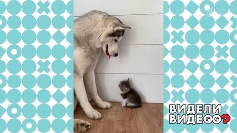 Умилительные кот и хаски. Видели видео? Фрагмент