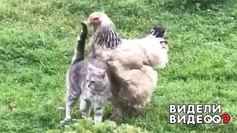 Кошка и ее подруга курица. Видели видео? Фрагмент