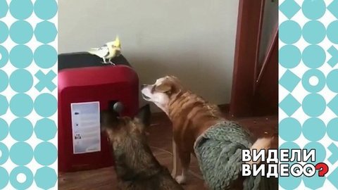 Попугай гоняет собак. Видели видео? Фрагмент