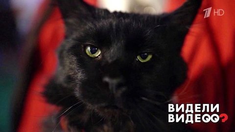 «Кот да Винчи»: кот Бегемот из Булгаковского дома. Видели видео? Фрагмент
