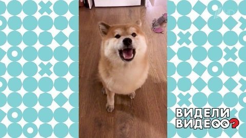 Сиба-ину, не умеющая гавкать. Видели видео? Фрагмент
