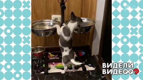 Маленькая собачка с немаленьким аппетитом. Видели видео? Фрагмент