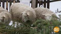 Вторая жизнь новогодней елки. Доброе утро. Фрагмент