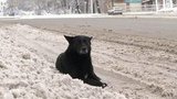 В Бурятии расследуют ряд уголовных дел после серии нападений бездомных собак на людей
