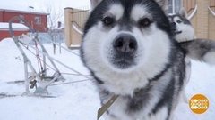 На собаках — в магазин. Доброе утро. Фрагмент