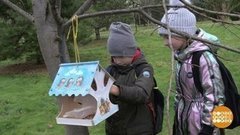 Чем накормить птичек? Доброе утро. Фрагмент