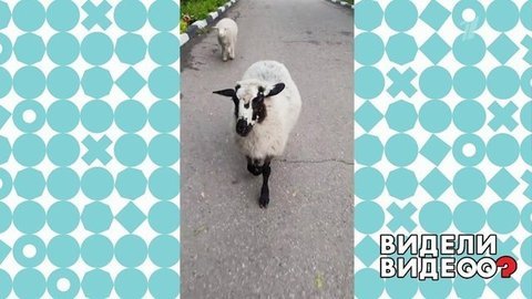 Видели видео?