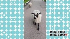 Веселые барашки. Видели видео? Фрагмент