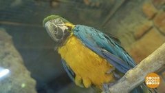 Поболтаем с попугаем? Доброе утро. Фрагмент