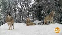 Звери, вы к кому? Доброе утро. Фрагмент