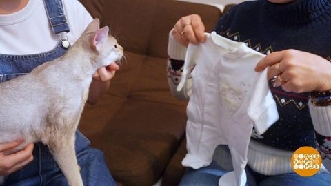 Кошка, готовься к пополнению в семье! Доброе утро. Фрагмент
