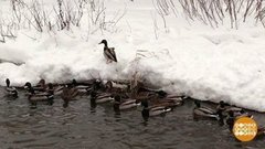 Уток по зиме считают. Доброе утро. Фрагмент