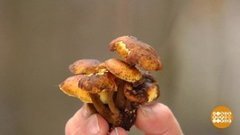 Мышата и другие зимние грибы. Доброе утро. Фрагмент