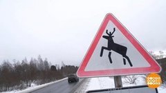 Осторожно, лоси! Доброе утро. Фрагмент