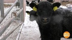 Буренки любят джаз! И классику... Доброе утро. Фрагмент