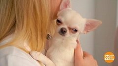 Маленькая собачка в большой квартире. Доброе утро. Фрагмент