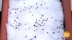 Расти, зернышко! В снегу… Доброе утро. Суббота. Фрагмент