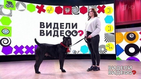 Пес-огородник, спасенный кот, главный инстадед страны. Видели видео? Часть 2