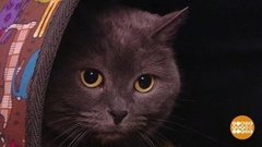 Палочник, пошли на работу! Доброе утро. Фрагмент