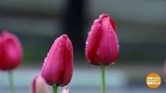 Сочи: пальмы в снегу. Доброе утро. Фрагмент