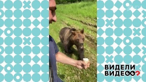 Между медведем и пломбиром. Видели видео? Фрагмент