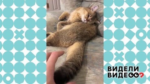 Спящая красавица. Видели видео? Фрагмент