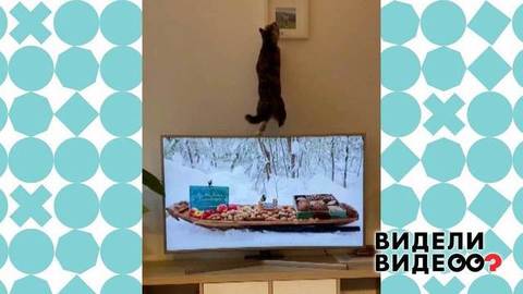 Кошка охотится на птиц в телевизоре. Видели видео? Фрагмент