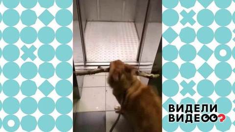 Целеустремленный пес. Видели видео? Фрагмент