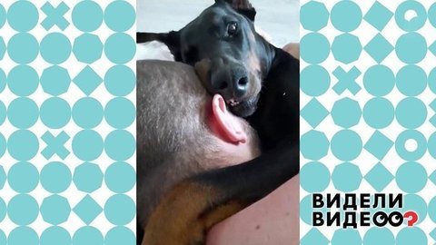 Доберман любит просыпаться с хозяевами. Видели видео? Фрагмент