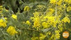 Море, барабулька, мимоза… и фестиваль! Доброе утро. Фрагмент